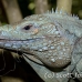 iguana_blue_qebp_gc_h_0195_cay0666.jpg